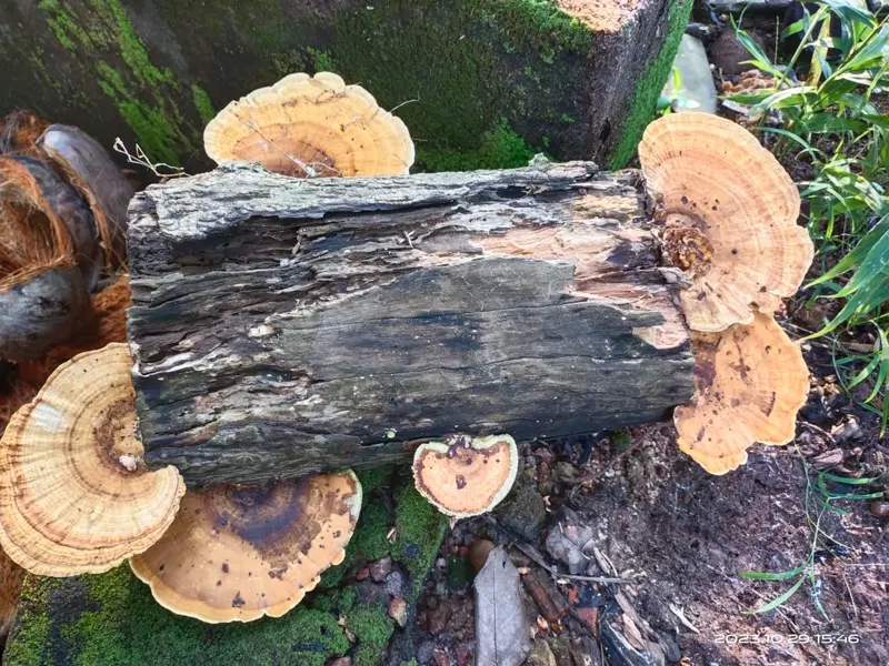 Bracket fungus growing on a decaying tree trunk, a sign of internal rot