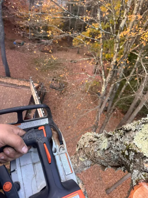 Climber's view from high in a tree, holding a chainsaw beside a lichen-covered limb