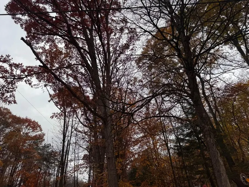 Tall hardwoods in fall color reaching toward overhead lines on an overcast day