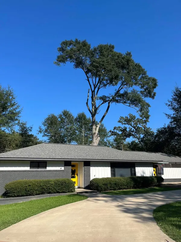 Tall, thinly crowned tree leaning over a single-story house before work